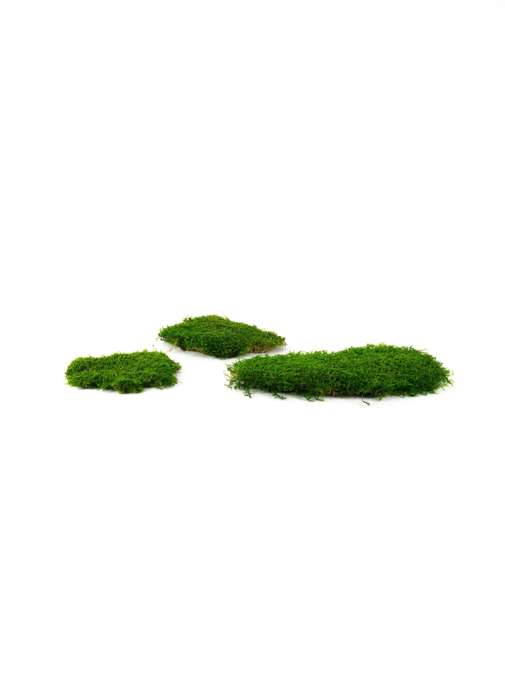 Sheet Moss Medium IS (8 lbs MB) | ByNature - Wholesale